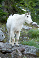 Wildlife