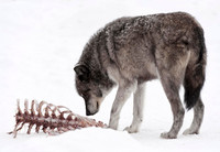 Wildlife