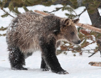 Wildlife