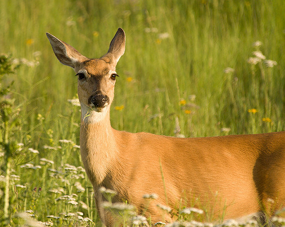 Gazing Mule Deer