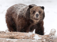 Wildlife