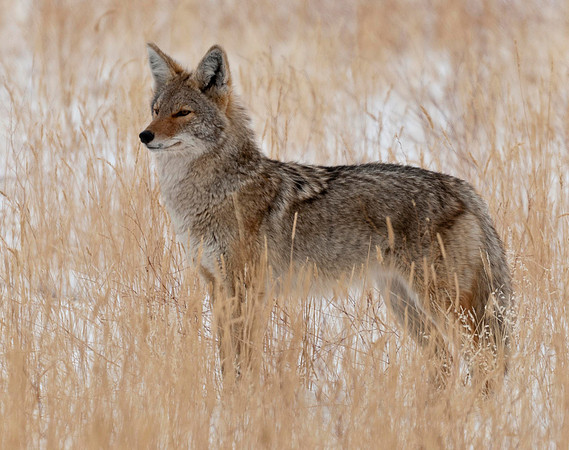 Coyote in Winter