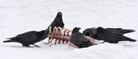 Wildlife