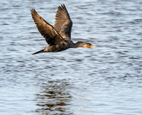 Wildlife