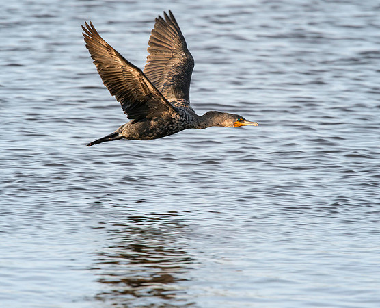 Double -creasted Cormorant