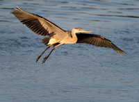 Wildlife