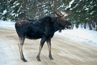 Wildlife