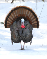Wildlife