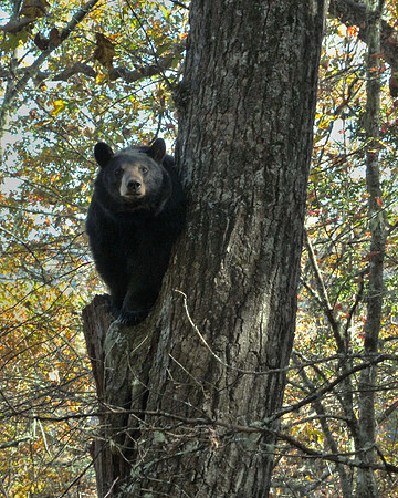 Black Bear 1