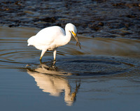 Wildlife