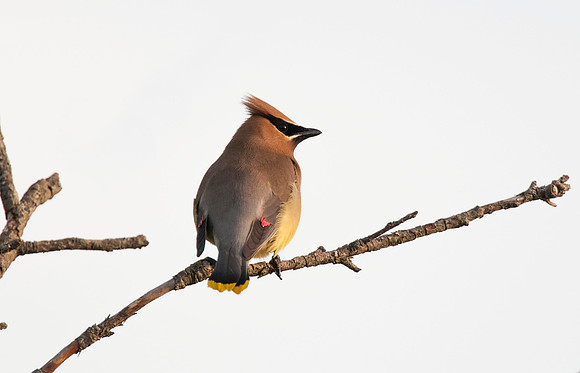 Cedar Waxwing