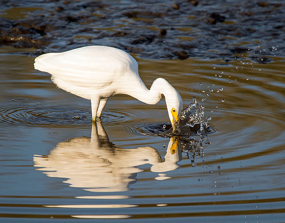 Great Egret