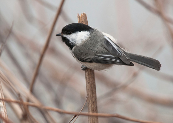 Black-capped Chickadee