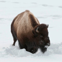 Wildlife