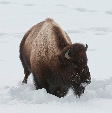 Bison Grazing in Winter 2