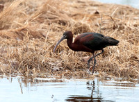 Wildlife