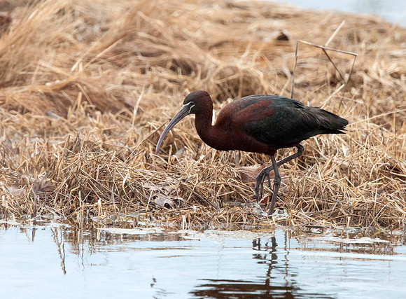 Glossy Ibis