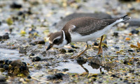 Wildlife
