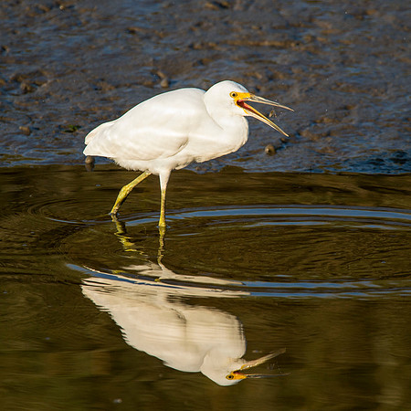 Great Egret
